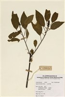 藏品(白臼)的圖片